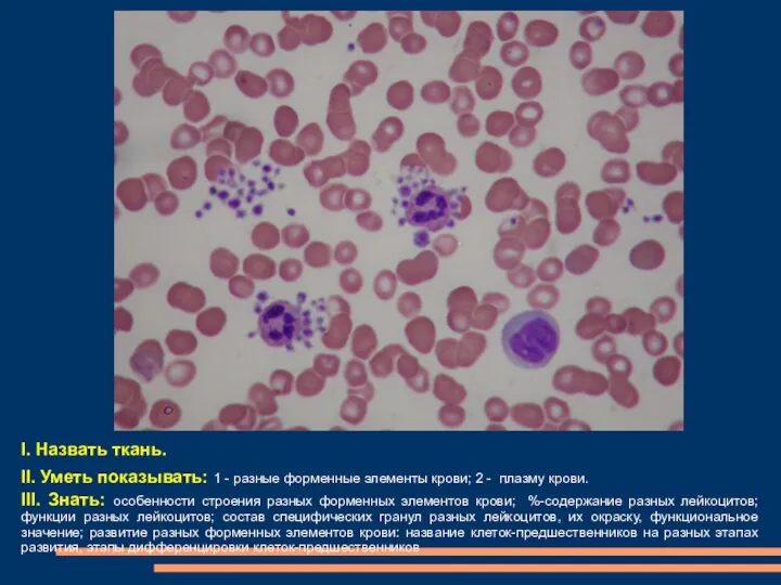 I. Назвать ткань. II. Уметь показывать: 1 - разные форменные элементы крови; 2