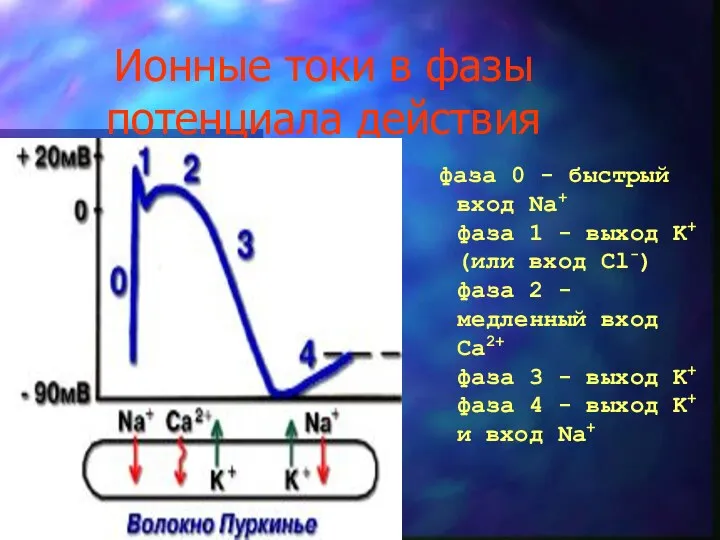 Ионные токи в фазы потенциала действия фаза 0 - быстрый вход Na+ фаза