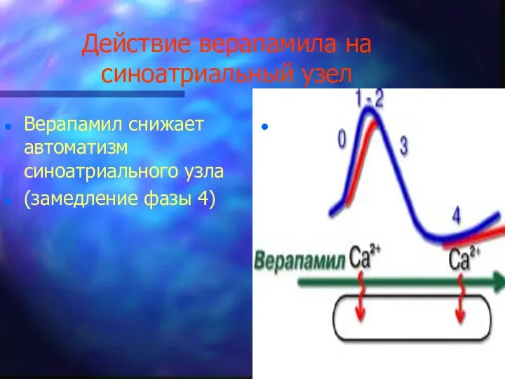 Действие верапамила на синоатриальный узел Верапамил снижает автоматизм синоатриального узла (замедление фазы 4)