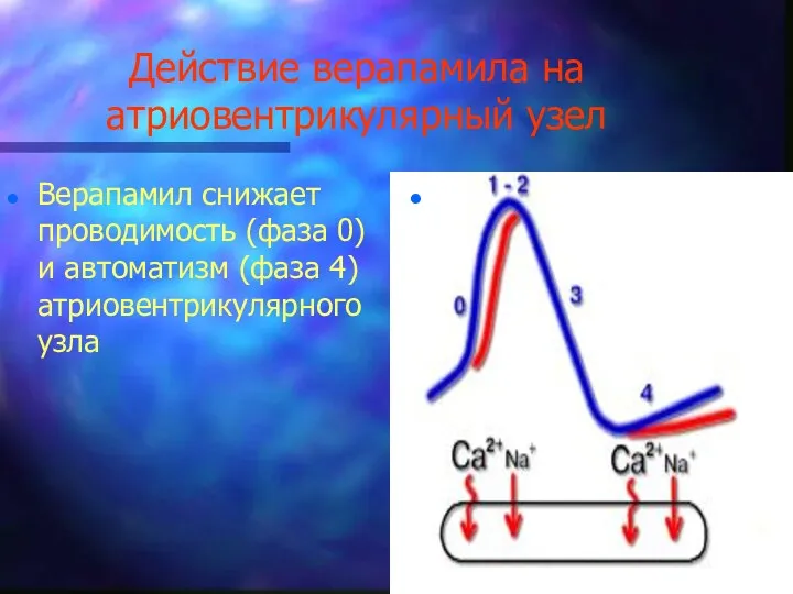 Действие верапамила на атриовентрикулярный узел Верапамил снижает проводимость (фаза 0) и автоматизм (фаза 4) атриовентрикулярного узла