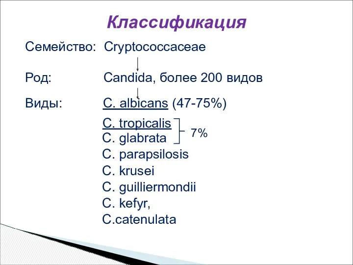 Семейство: Cryptococcaceae Род: Candida, более 200 видов Виды: C. albicans