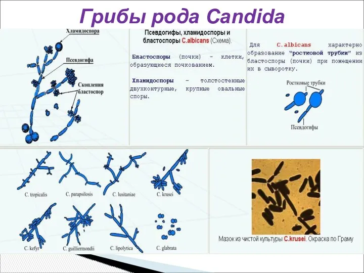 Грибы рода Candida