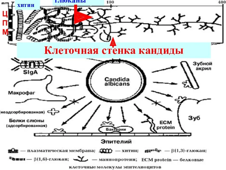 Клеточная стенка кандиды ЦПМ маннанопротеины глюканы хитин