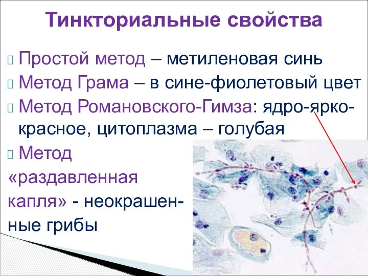 Простой метод – метиленовая синь Метод Грама – в сине-фиолетовый