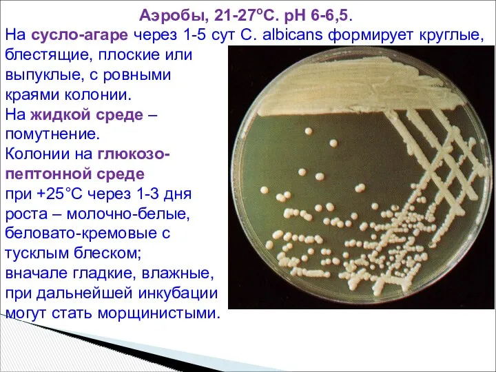 Аэробы, 21-27oС. рН 6-6,5. На сусло-агаре через 1-5 сут C.