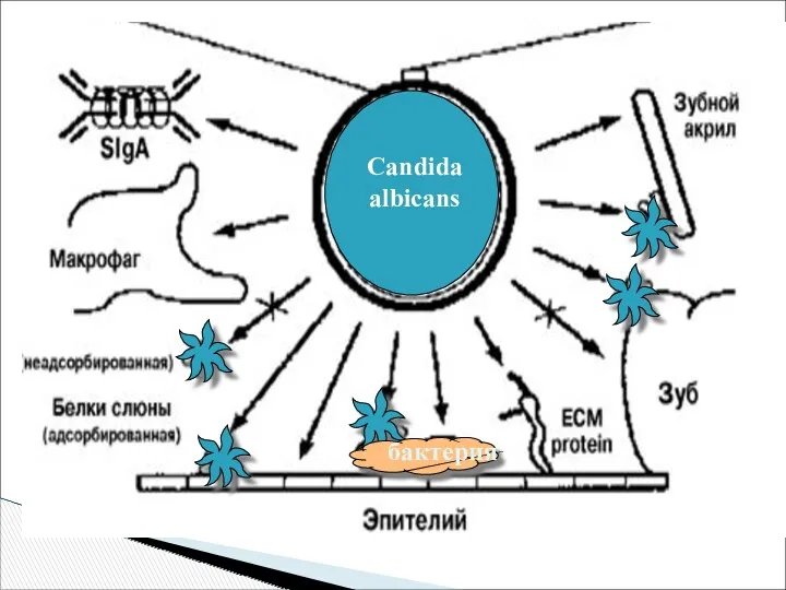 Candida albicans бактерия