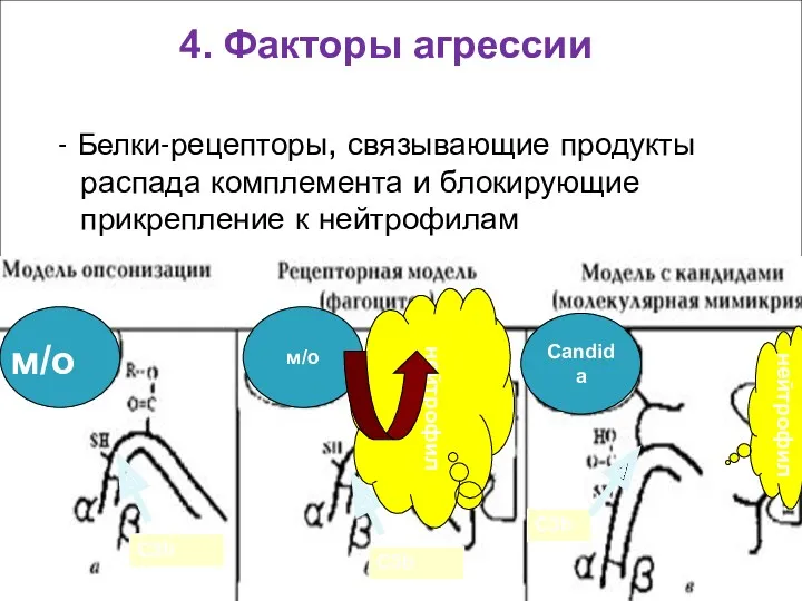 4. Факторы агрессии - Белки-рецепторы, связывающие продукты распада комплемента и