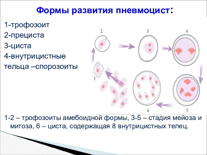 1-трофозоит 2-прециста 3-циста 4-внутрицистные тельца –спорозоиты 1-2 – трофозоиты амебоидной