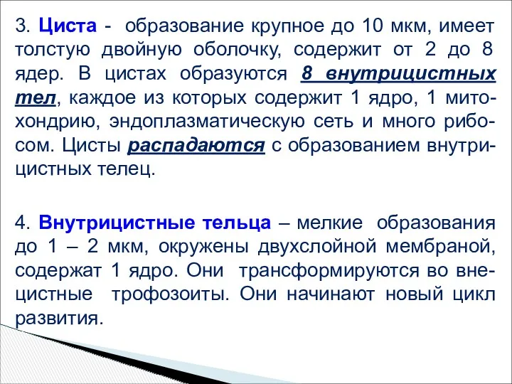 3. Циста - образование крупное до 10 мкм, имеет толстую