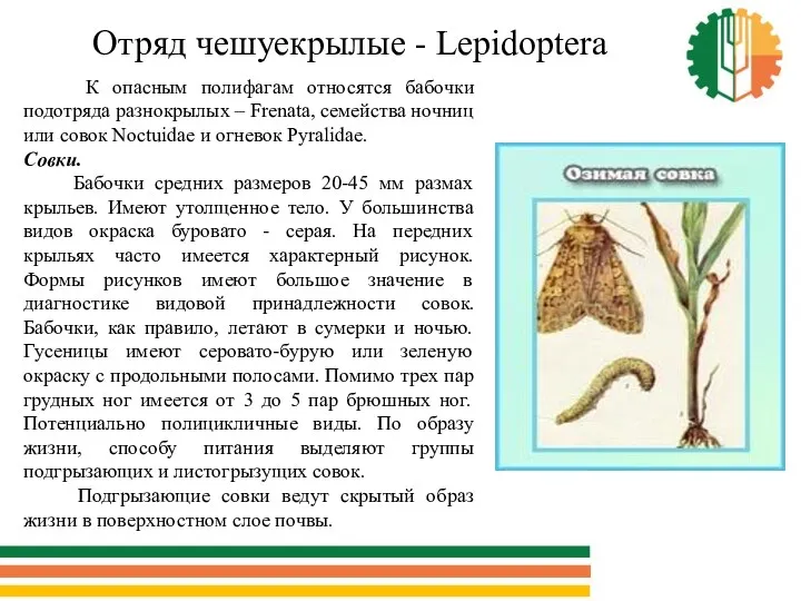 Отряд чешуекрылые - Lepidoptera К опасным полифагам относятся бабочки подотряда