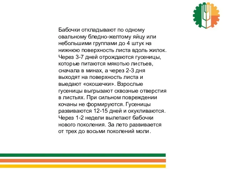 Бабочки откладывают по одному овальному бледно-желтому яйцу или небольшими группами до 4 штук