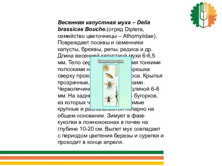 Весенняя капустная муха – Delia brassicae Bouche.(отряд Diptera, семейство цветочницы – Athomyiidae). Повреждает