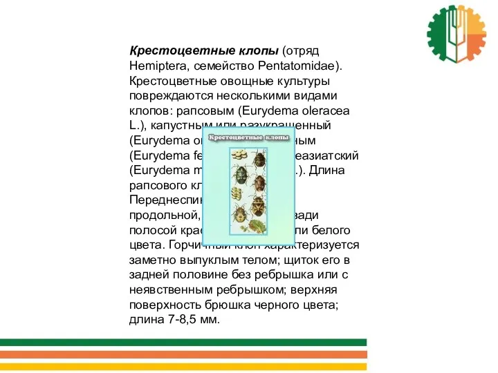 Крестоцветные клопы (отряд Hemiptera, семейство Pentatomidae). Крестоцветные овощные культуры повреждаются