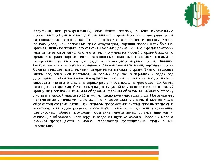 Капустный, или разукрашенный, клоп более плоский, с ясно выраженным продольным ребрышком на щитке;