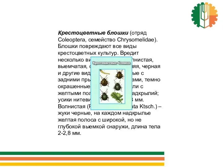 Крестоцветные блошки (отряд Coleoptera, семейство Chrysomelidae). Блошки повреждают все виды