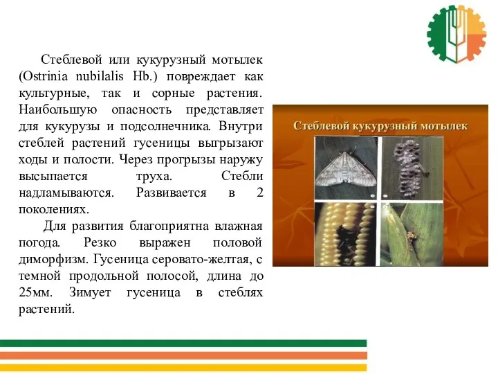 Стеблевой или кукурузный мотылек (Ostrinia nubilalis Hb.) повреждает как культурные, так и сорные