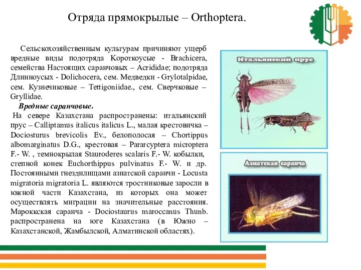 Отряда прямокрылые – Orthoptera. Сельскохозяйственным культурам причиняют ущерб вредные виды подотряда Kороткоусые -