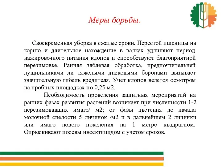 Меры борьбы. Своевременная уборка в сжатые сроки. Перестой пшеницы на корню и длительное