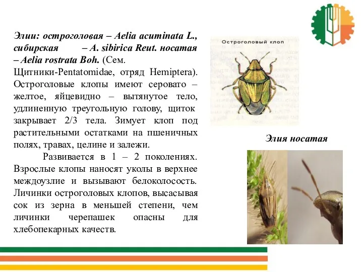 Элии: остроголовая – Aelia acuminata L., сибирская – A. sibirica