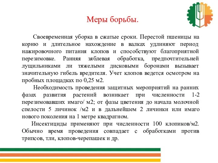 Своевременная уборка в сжатые сроки. Перестой пшеницы на корню и длительное нахождение в