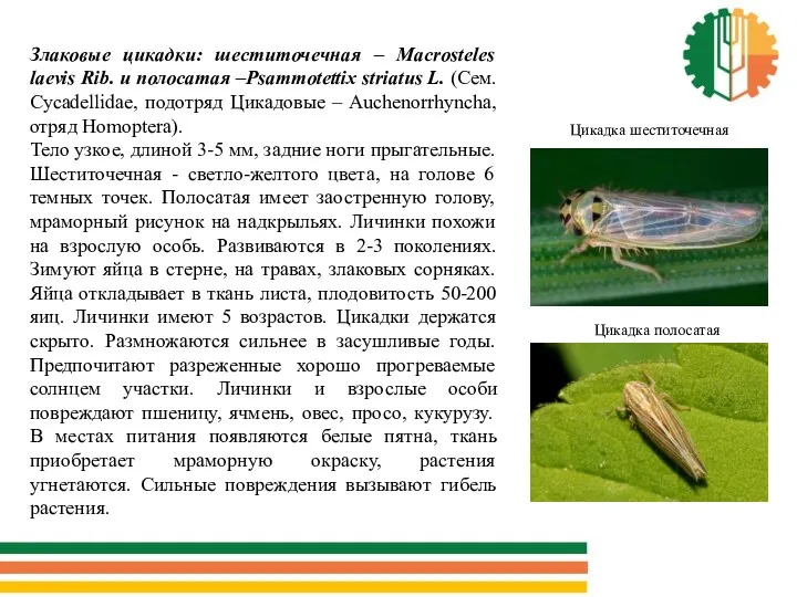 Злаковые цикадки: шеститочечная – Macrosteles laevis Rib. и полосатая –Psammotettix striatus L. (Сем.