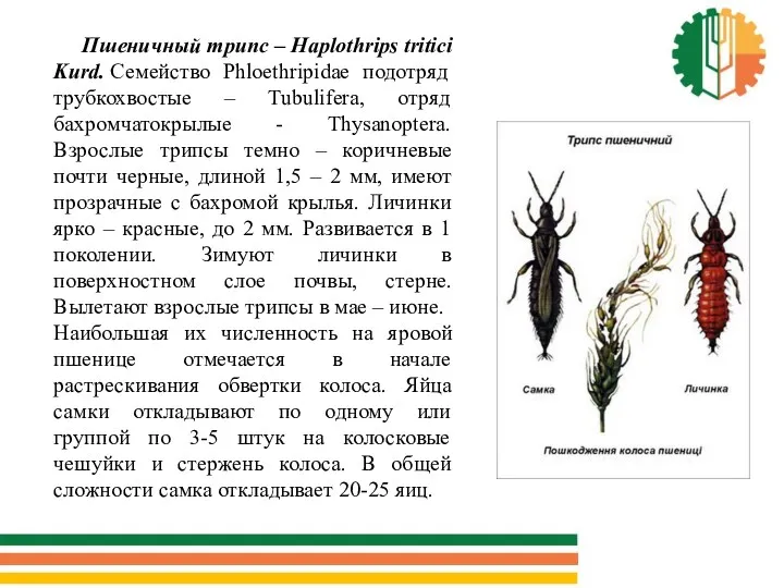 Пшеничный трипс – Haplothrips tritici Kurd. Семейство Phloethripidae подотряд трубкохвостые