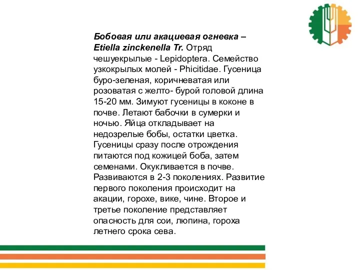 Бобовая или акациевая огневка – Etiella zinckenella Tr. Отряд чешуекрылые - Lepidoptera. Семейство