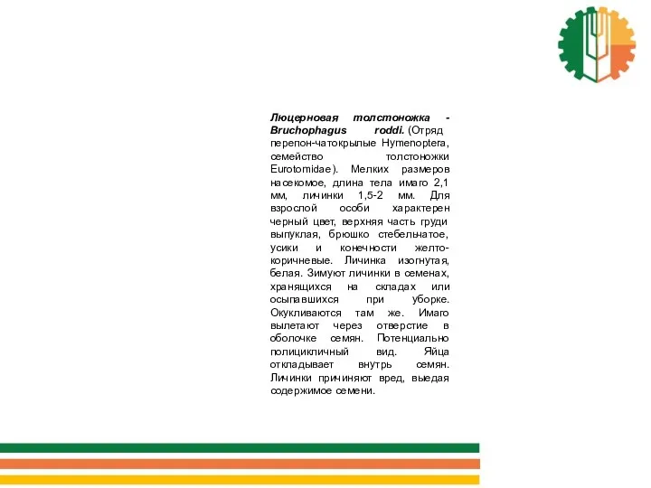 Люцерновая толстоножка - Bruchophagus roddi. (Отряд перепон-чатокрылые Hymenoptera, семейство толстоножки Eurotomidae). Мелких размеров