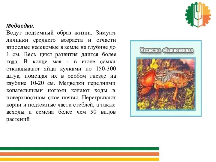 Медведки. Ведут подземный образ жизни. Зимуют личинки среднего возраста и отчасти взрослые насекомые