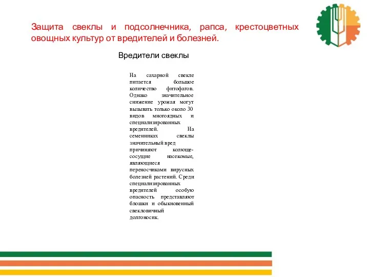 Защита свеклы и подсолнечника, рапса, крестоцветных овощных культур от вредителей и болезней. Вредители