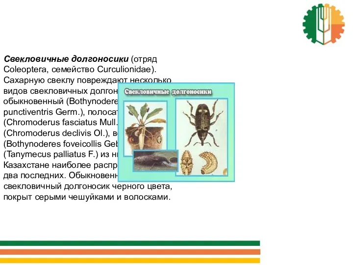 Свекловичные долгоносики (отряд Coleoptera, семейство Curculionidae). Сахарную свеклу повреждают несколько видов свекловичных долгоносиков,