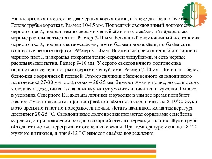 На надкрыльях имеется по два черных косых пятна, а также два белых бугорка.