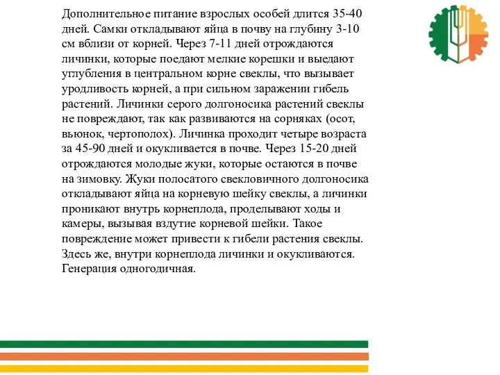 Дополнительное питание взрослых особей длится 35-40 дней. Самки откладывают яйца