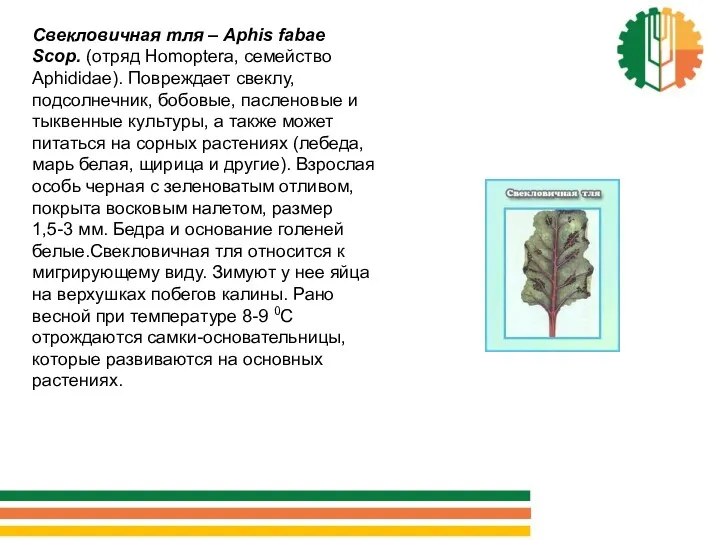 Свекловичная тля – Aphis fabae Scop. (отряд Homoptera, семейство Aphididae).