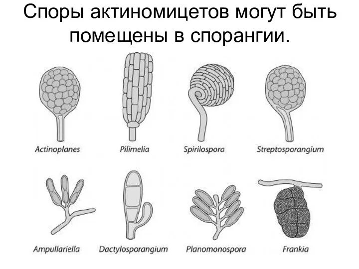 Споры актиномицетов могут быть помещены в спорангии.