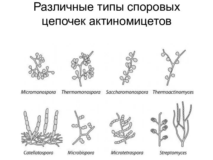 Различные типы споровых цепочек актиномицетов