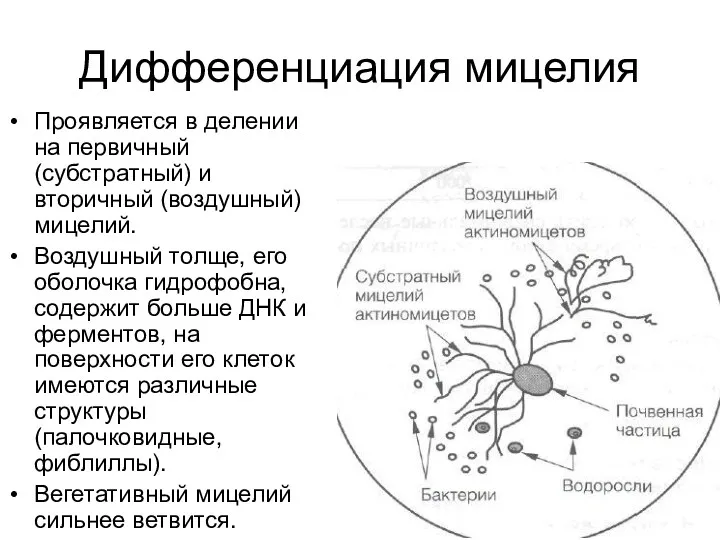 Дифференциация мицелия Проявляется в делении на первичный (субстратный) и вторичный