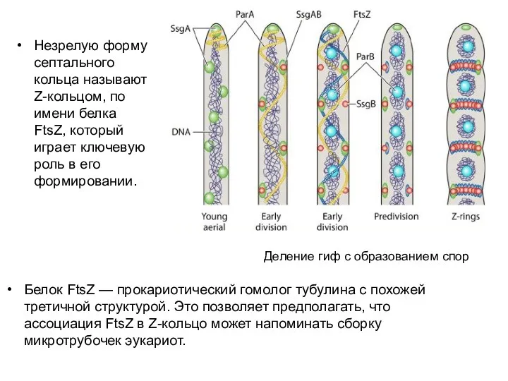 Незрелую форму септального кольца называют Z-кольцом, по имени белка FtsZ,