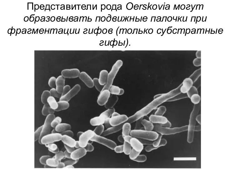 Представители рода Oerskovia могут образовывать подвижные палочки при фрагментации гифов (только субстратные гифы).