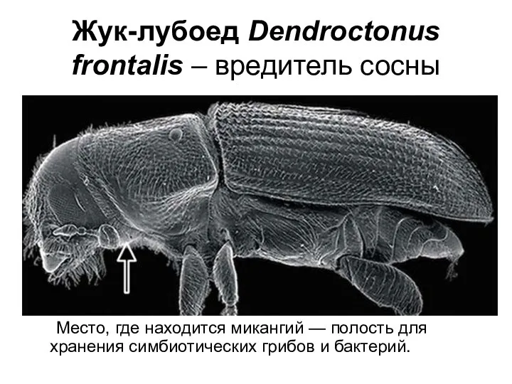 Жук-лубоед Dendroctonus frontalis – вредитель сосны Место, где находится микангий