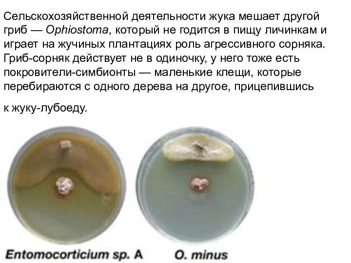 Сельскохозяйственной деятельности жука мешает другой гриб — Ophiostoma, который не