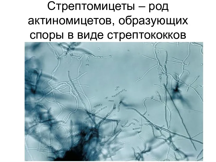 Стрептомицеты – род актиномицетов, образующих споры в виде стрептококков