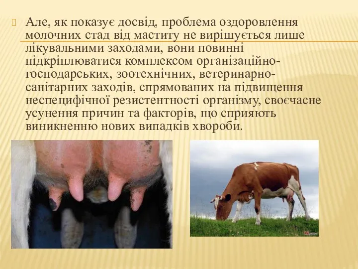 Але, як показує досвід, проблема оздоровлення молочних стад від маститу