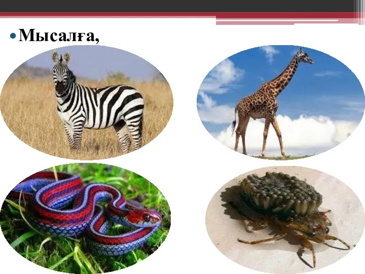 Мысалға,