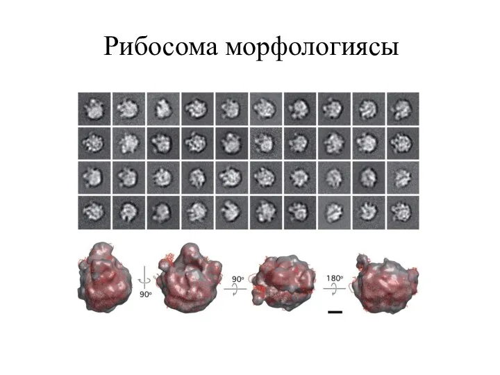 Рибосома морфологиясы