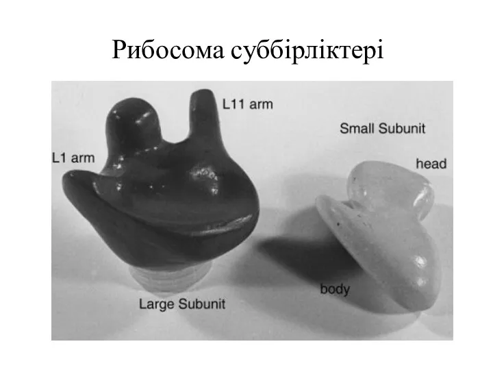 Рибосома суббірліктері