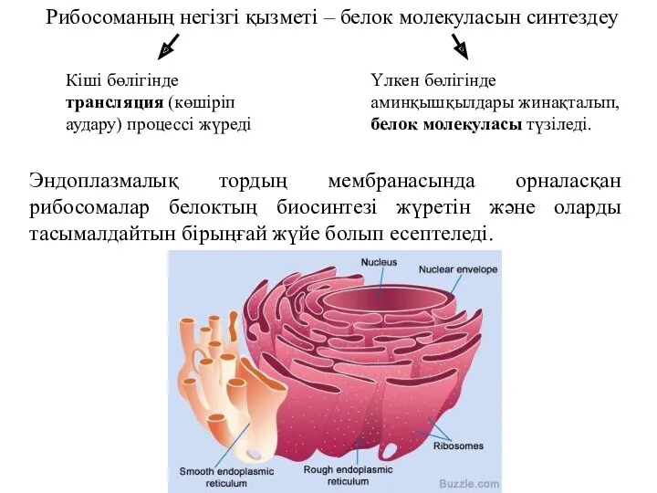 Рибосоманың негізгі қызметі – белок молекуласын синтездеу Кіші бөлігінде трансляция