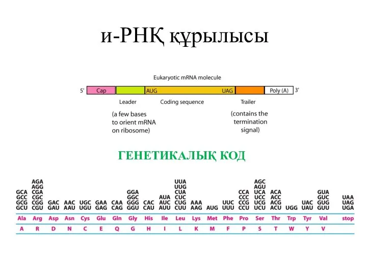 и-РНҚ құрылысы ГЕНЕТИКАЛЫҚ КОД