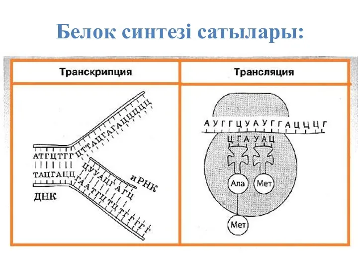 Белок синтезі сатылары: