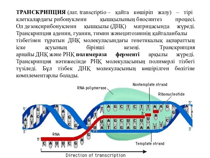 ТРАНСКРИПЦИЯ (лат. transcrіptіo – қайта көшіріп жазу) – тірі клеткалардағы